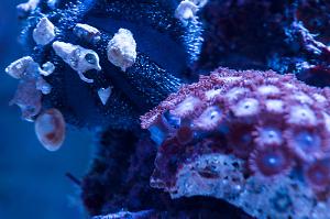 Blue Tuxedo Urchin Thumbnail