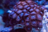 Horizon Zoanthid Thumbnail