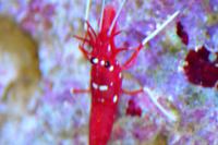 Blood Red Fire Shrimp Thumbnail