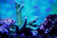 Acropora Thumbnail