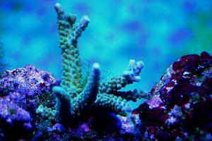 Acropora Abrotanoides Thumbnail