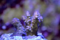 Acropora Coral Thumbnail