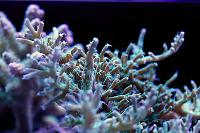 RR Green Dragon Acropora Thumbnail