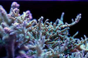 RR Green Dragon Acropora