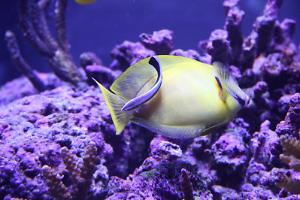 Cleaner Common Wrasse