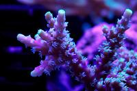 Ora Purple Plasma Acropora Thumbnail