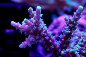 ORA Purple Plasma Acropora