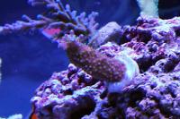 Garfs Purple Bonsai Acropora Thumbnail