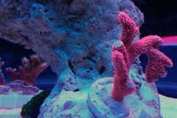 Forest Fire Montipora digitata Thumbnail