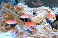 Dispar Anthias Thumbnail