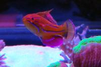 McCosker's Flasher Wrasse Thumbnail