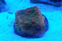 Tyree Sunset Montipora Thumbnail