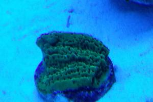 Season's Greetings Montipora