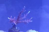 RR Red Dragon Acropora Thumbnail