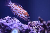 red leopard wrasse Choats wrasse Thumbnail