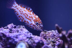 Choat's Red Leopard Wrasse Thumbnail