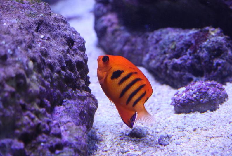 Flame Angelfish