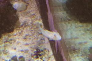 Orange Spotted Goby Thumbnail