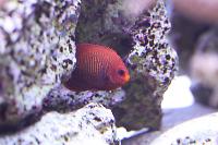 Golden Angelfish Thumbnail