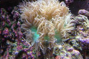 Elegance Coral Thumbnail