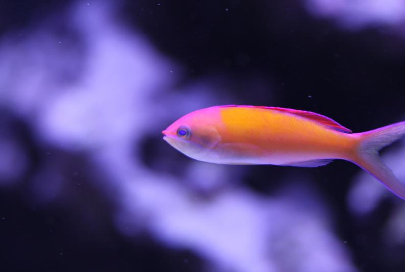 Dispar Anthias