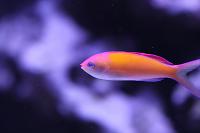 Dispar anthias Thumbnail