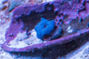 Blue Mushroom Thumbnail