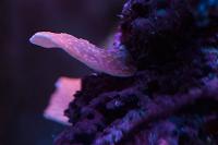 Montipora sp Thumbnail