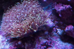 Starburst Polyp Thumbnail