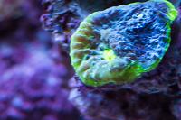 Chalice Coral Thumbnail