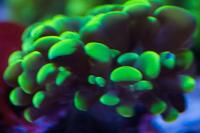 Hammer Anchor Coral Thumbnail