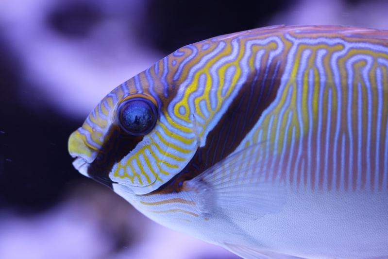 Two Barred Rabbitfish / Siganus virgatus 44