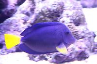 Purple Tang Thumbnail