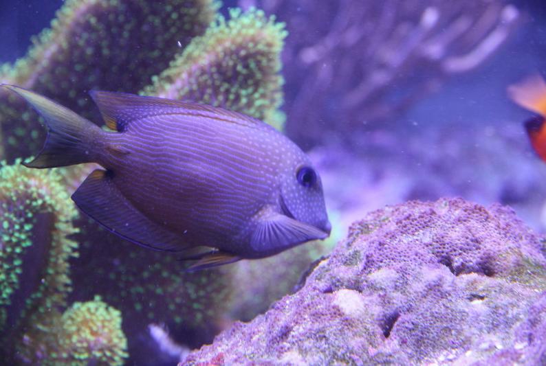 Two Spot Bristletooth Tang