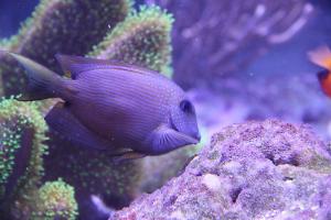 Two Spot Bristletooth Tang