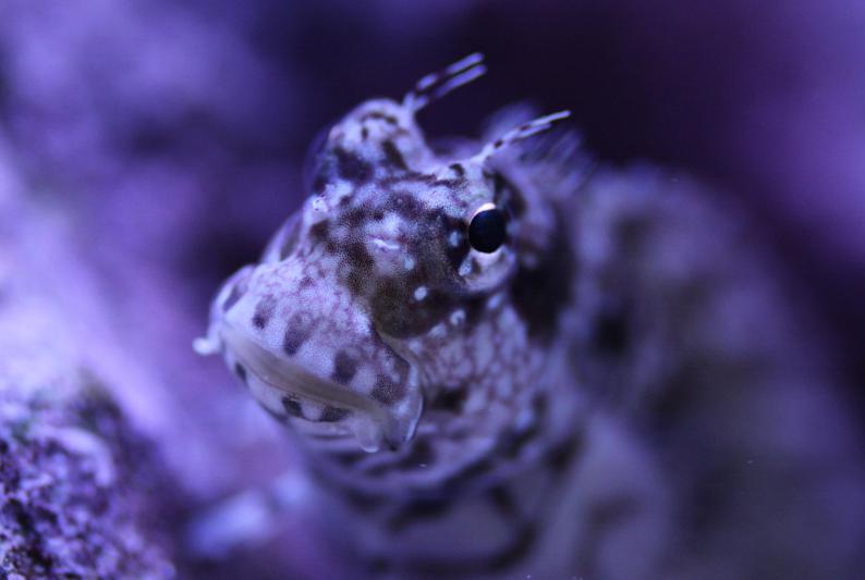 Lawnmower Blenny