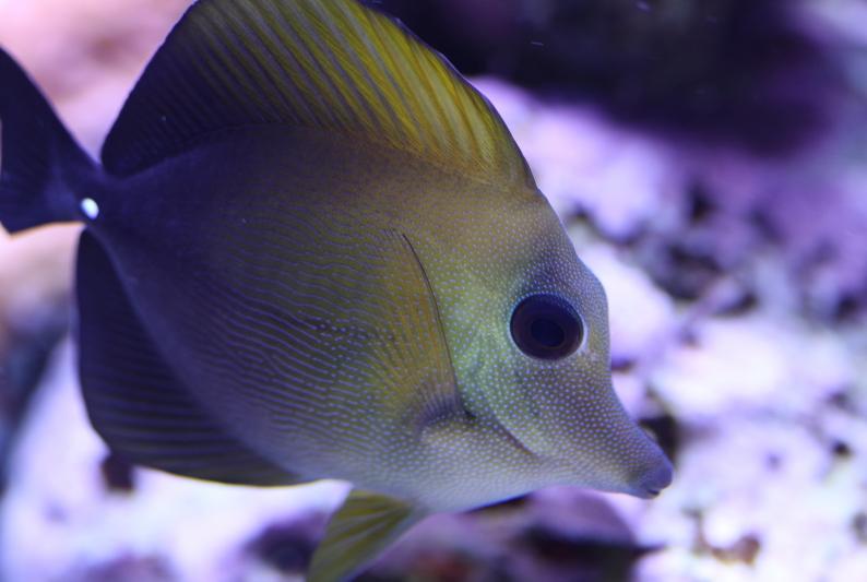 Scopas Tang