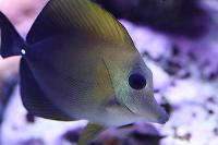 Scopas Tang Thumbnail