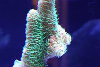 Sunset Millepora Thumbnail