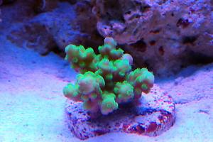 Neon Green Acropora Thumbnail