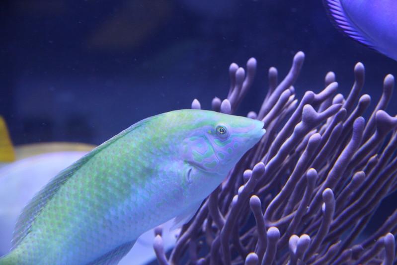 Green Wrasse / Halichoeres chloropterus 61