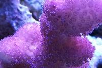 Ora Purple Stylopora Thumbnail