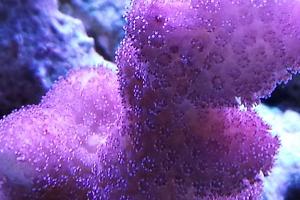 ORA Purple Stylopora