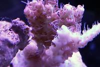 ORA Red Planet Acropora Thumbnail