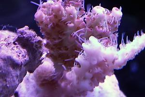 ORA Red Planet Acropora