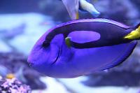 Blue Tang Thumbnail