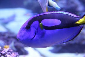 Blue Tang