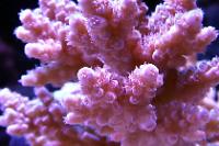 And#61692;	Acropora Red W Green Polyps Thumbnail