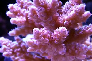 	Acropora Red w Green Polyps