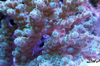 Acropora Green with tan polyps Thumbnail